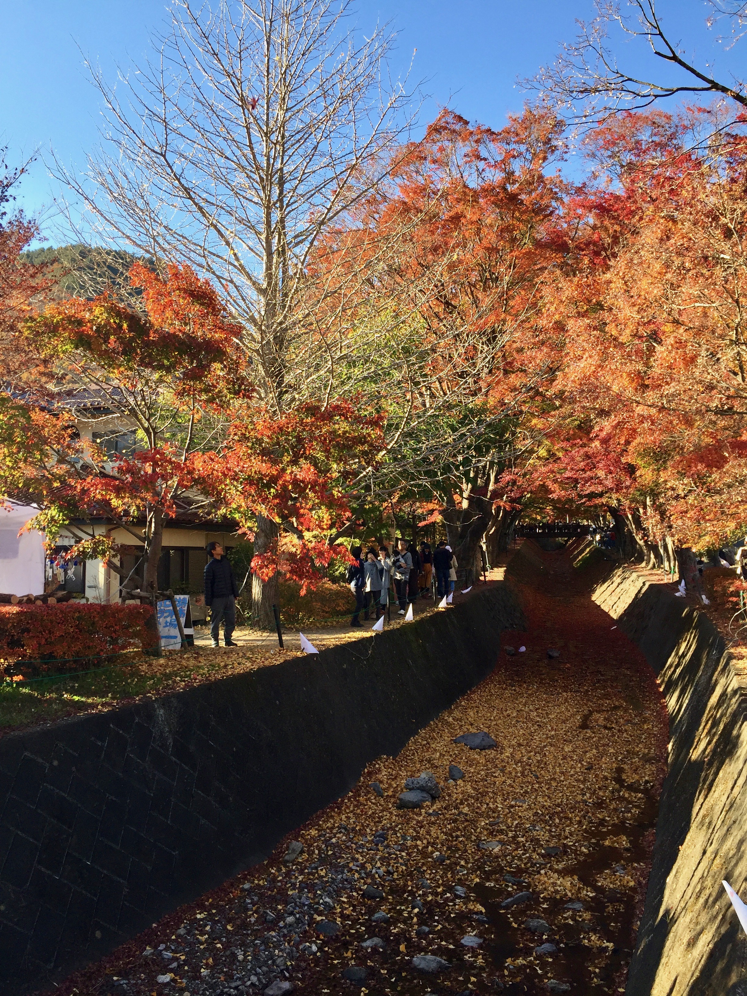 Mount Fuji Momji Corridor fall foliage