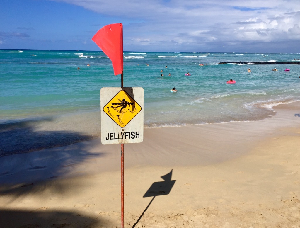 Watch for jellyfish in Honolulu.