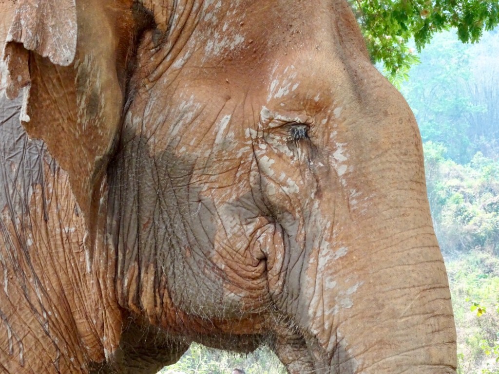 Caring for elephants in Chiang&nbsp;Mai