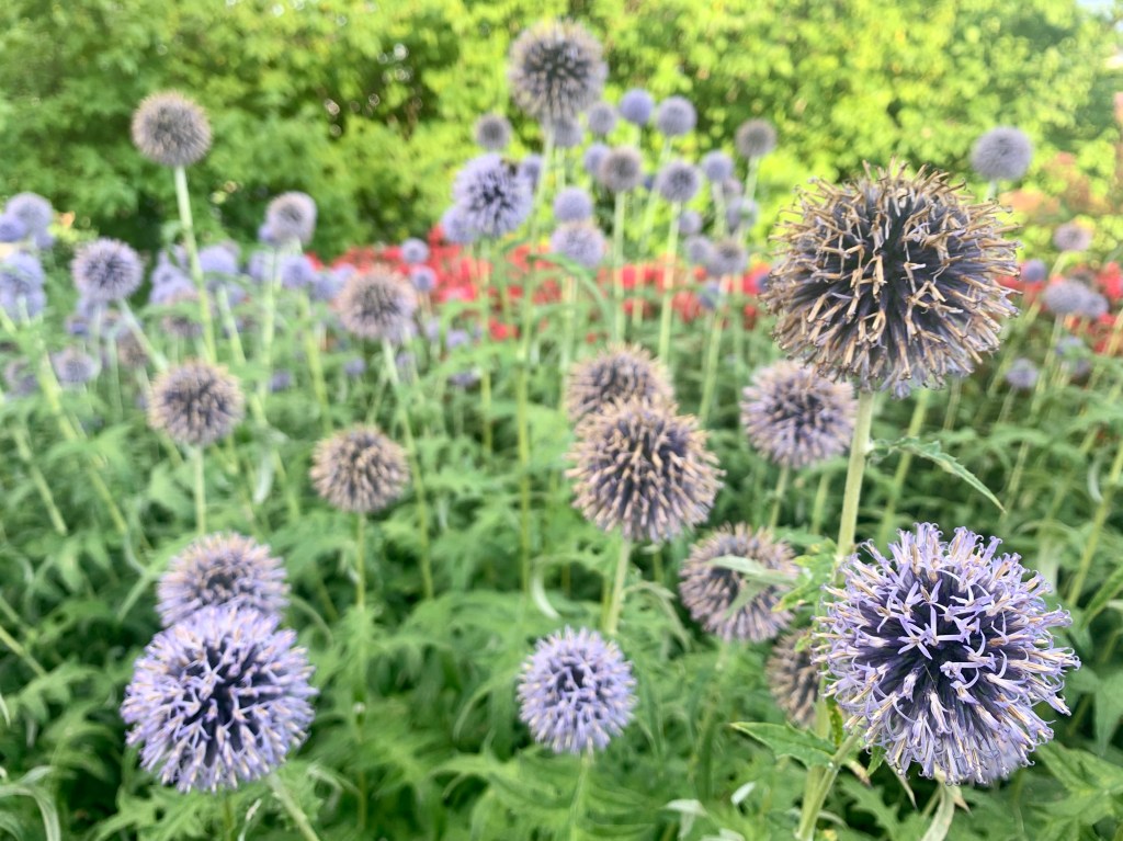 Friday flowers at Toronto Music&nbsp;Garden