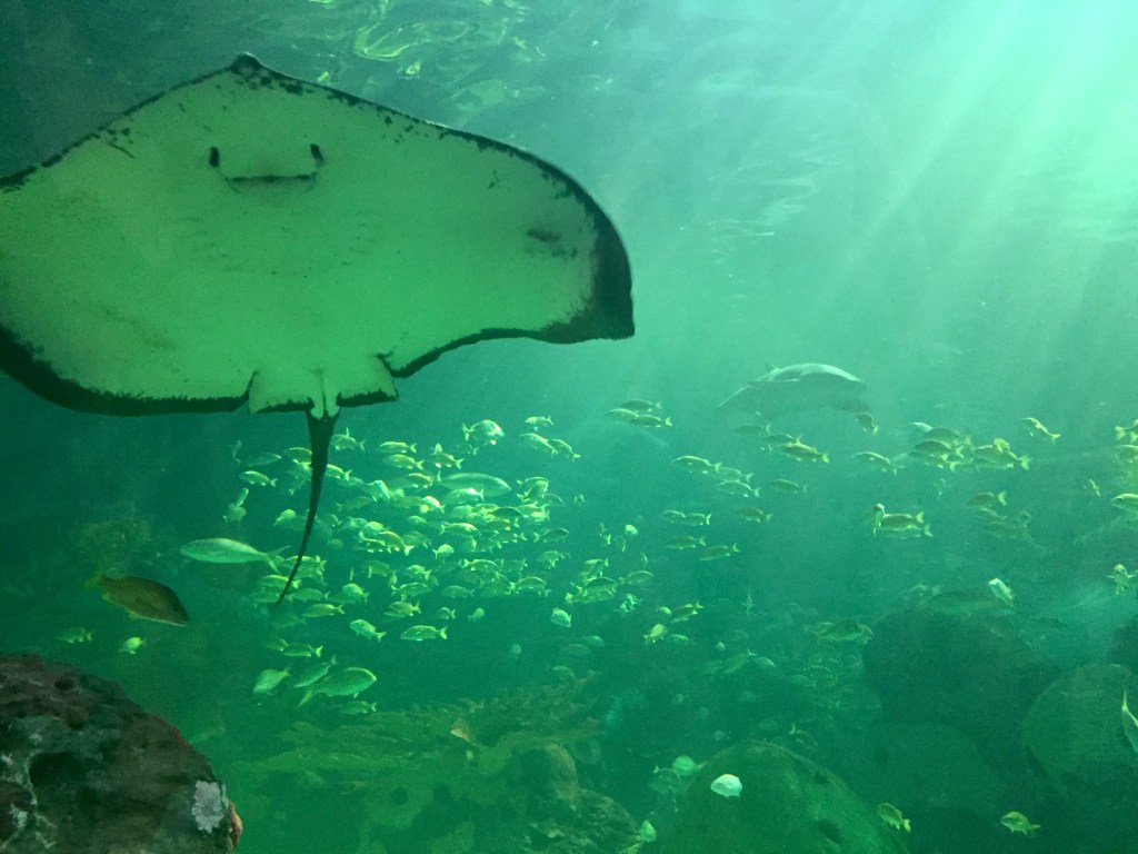 Under the sea at Ripley’s Aquarium of Canada