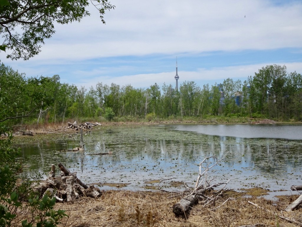 Urban wilderness at Tommy Thompson Park, Toronto