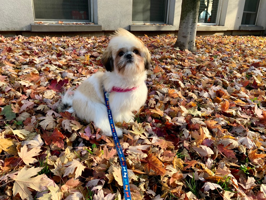 Dog friendly excursions in Toronto