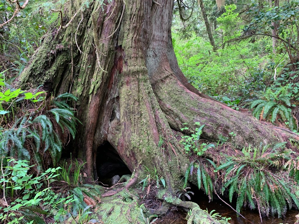 A week around Vancouver & Tofino, British&nbsp;Columbia