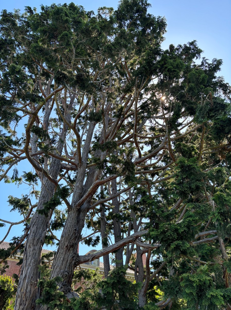 Day trip to Filoli Historic House and Santa Cruz – I've Bean Travelling