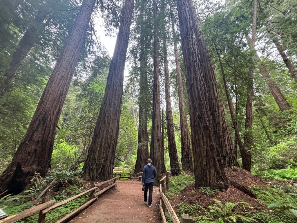 Muir Woods National Monument,&nbsp;California
